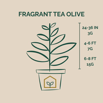 Illustration of a potted Fragrant Tea Olive plant with growth height and weight measurements on a beige background.