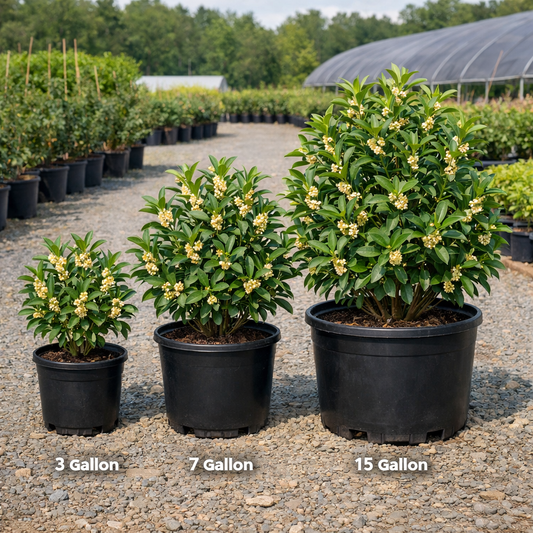 Three potted plants of different sizes labeled 3 Gallon, 7 Gallon, and 15 Gallon in a nursery setting.