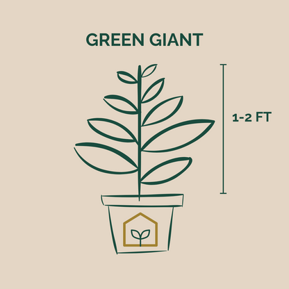 Thuja Green Giant Arborvitae