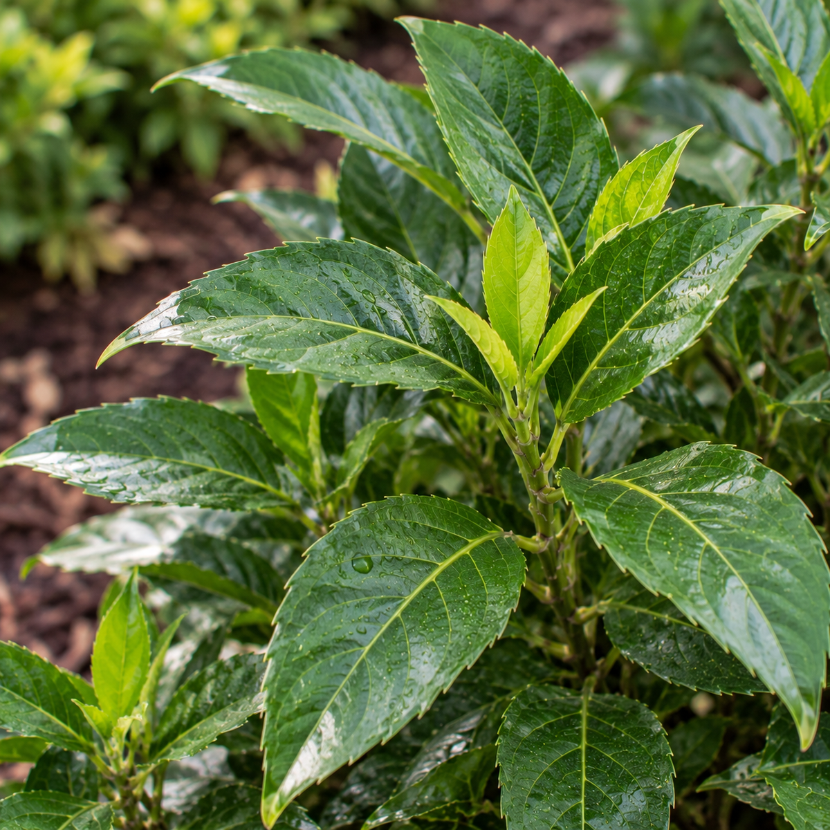 Dwarf Green Aucuba