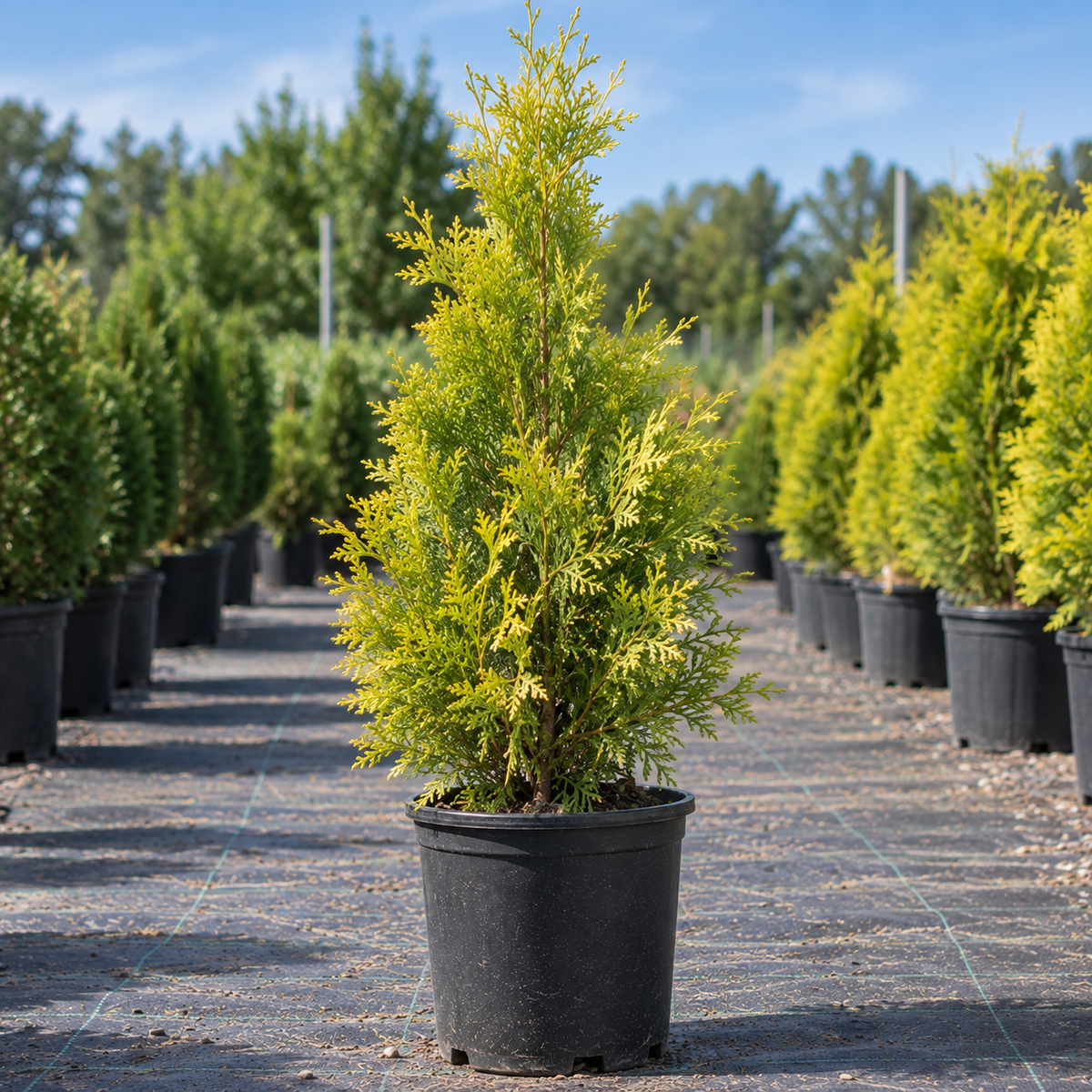Highlights® Arborvitae
