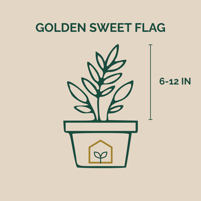 Golden Sweet Flag