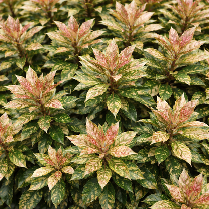 Close-up of a plant with variegated leaves in green, pink, and white.