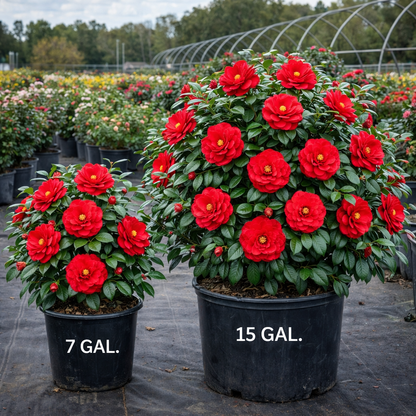 Two potted plants with red flowers labeled '7 GAL.' and '15 GAL.' in a nursery setting.