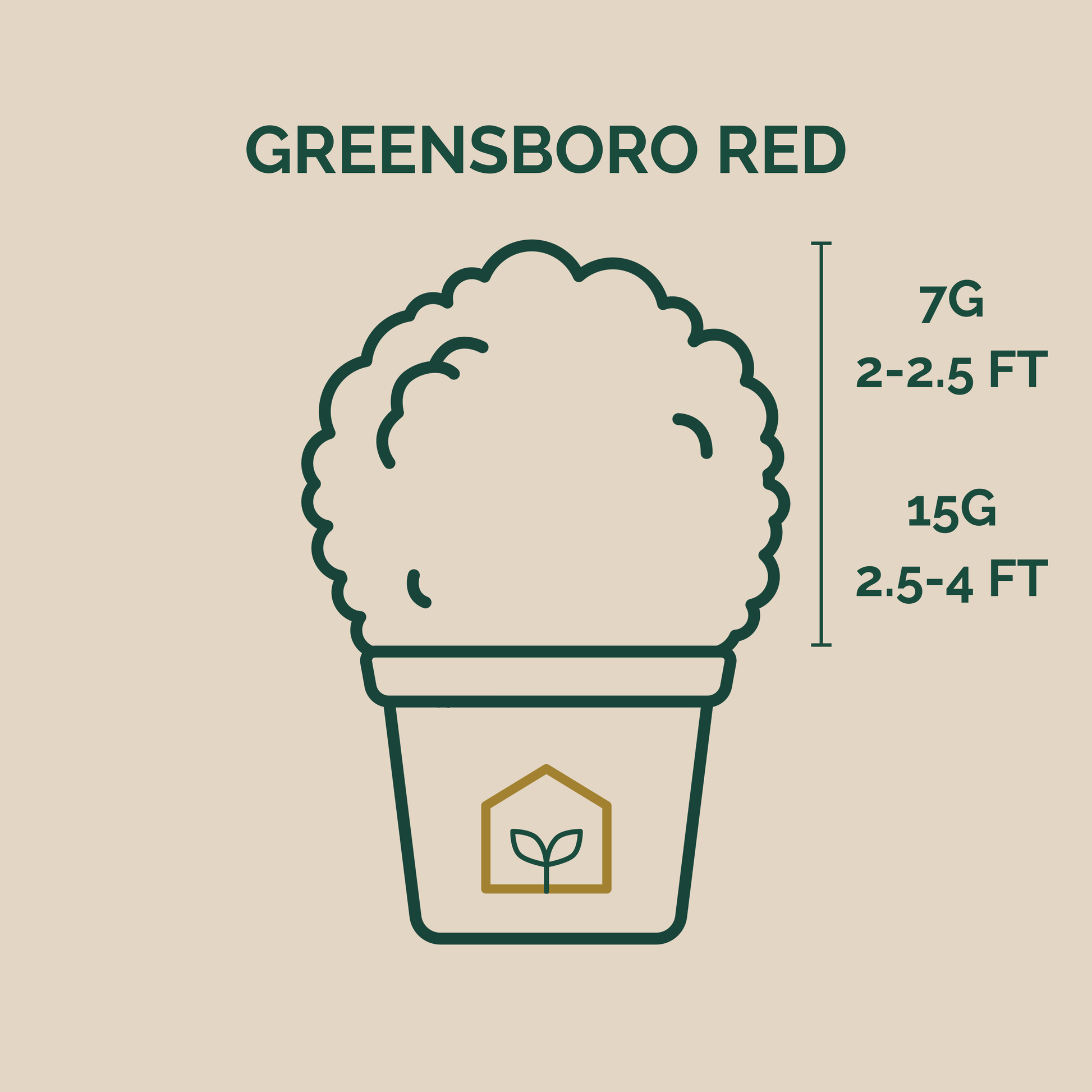 Illustration of a plant labeled 'Greensboro Red' with measurements on a beige background.