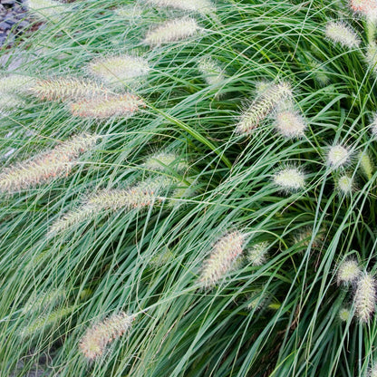 HameIn Dwarf Fountain Grass - 3 Gallon