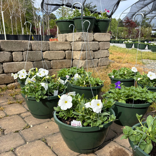 Potted plants with white flowers on a stone pavement