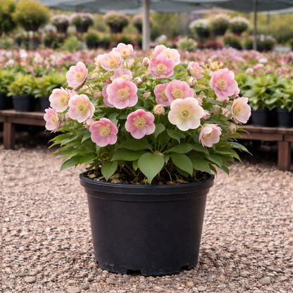 Potted plant with pink flowers in a garden setting