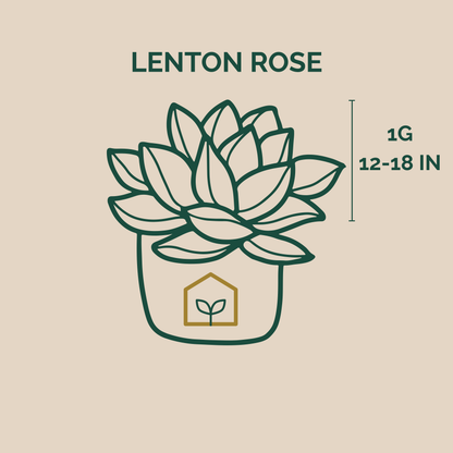 Illustration of a Lenton Rose plant with dimensions on a beige background