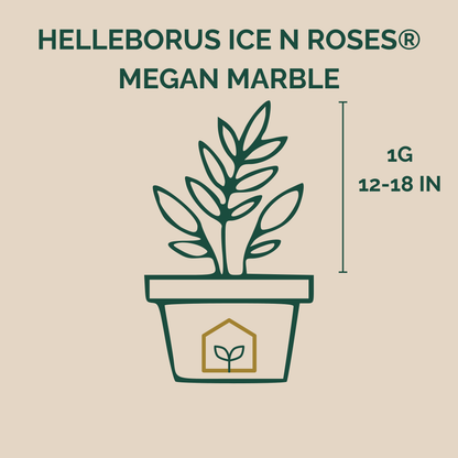 Icon of a potted plant with text indicating 'Helleborus Ice N Roses Megan Marble' and plant size details on a beige background.