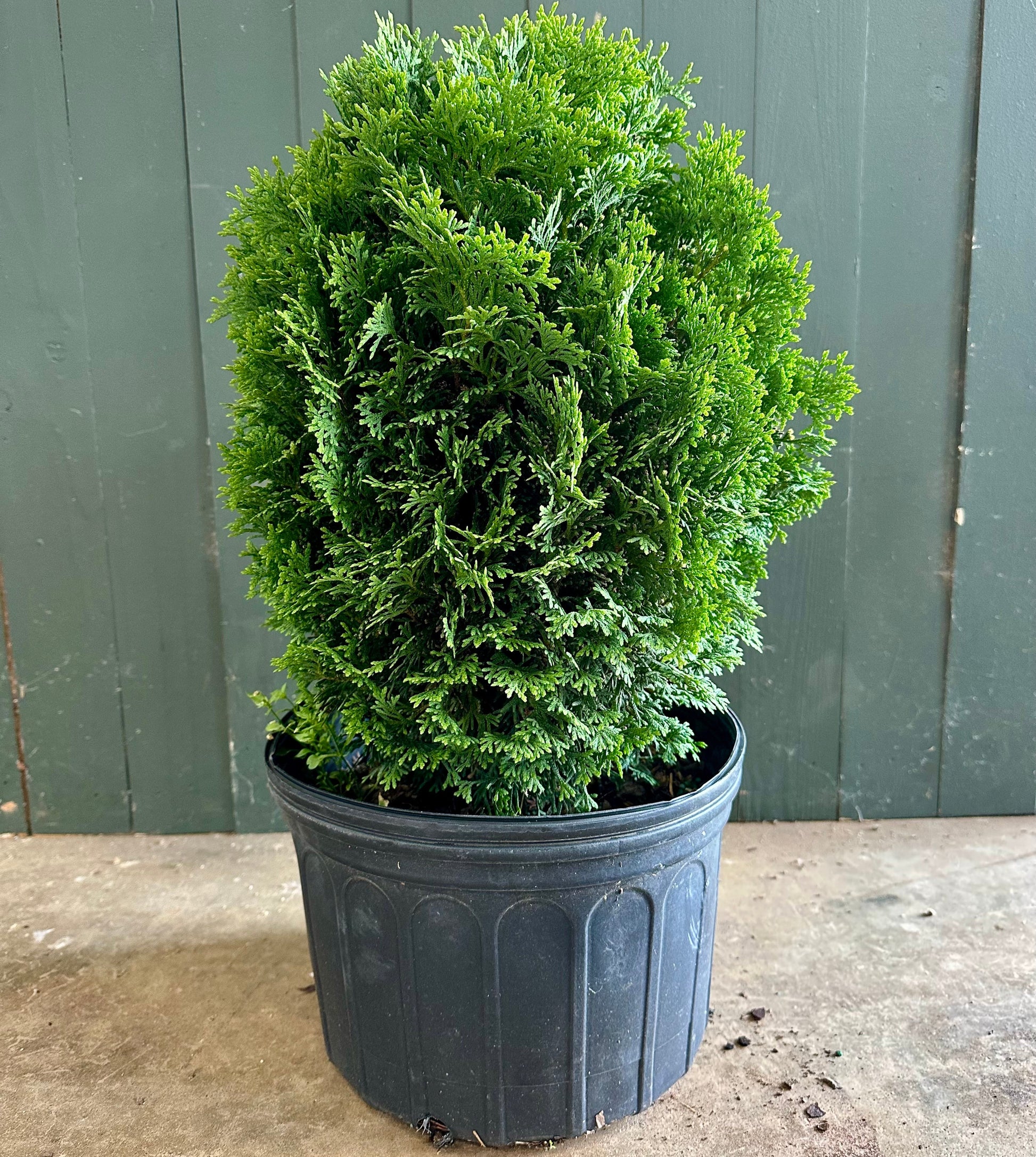 Hetz Midget Arborvitae - 3 Gallon image 1