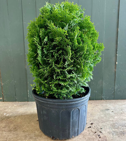 Hetz Midget Arborvitae - 3 Gallon image 1