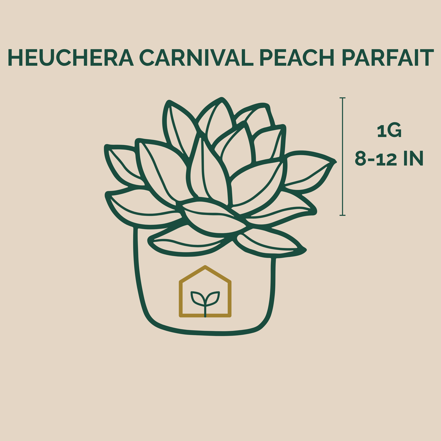 Heuchera Carnival Peach Parfait