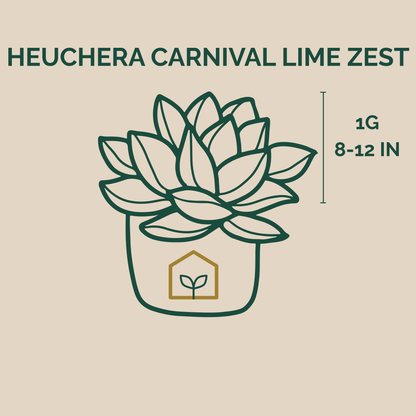 Illustration of a potted plant with text indicating 'Heuchera Carnival Lime Zest' on a beige background.