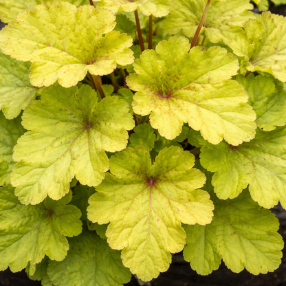 Close-up of green leaves with a blurred background