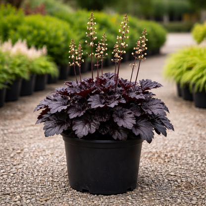 Potted plant with dark purple leaves and tall thin flowers on a gravel path.