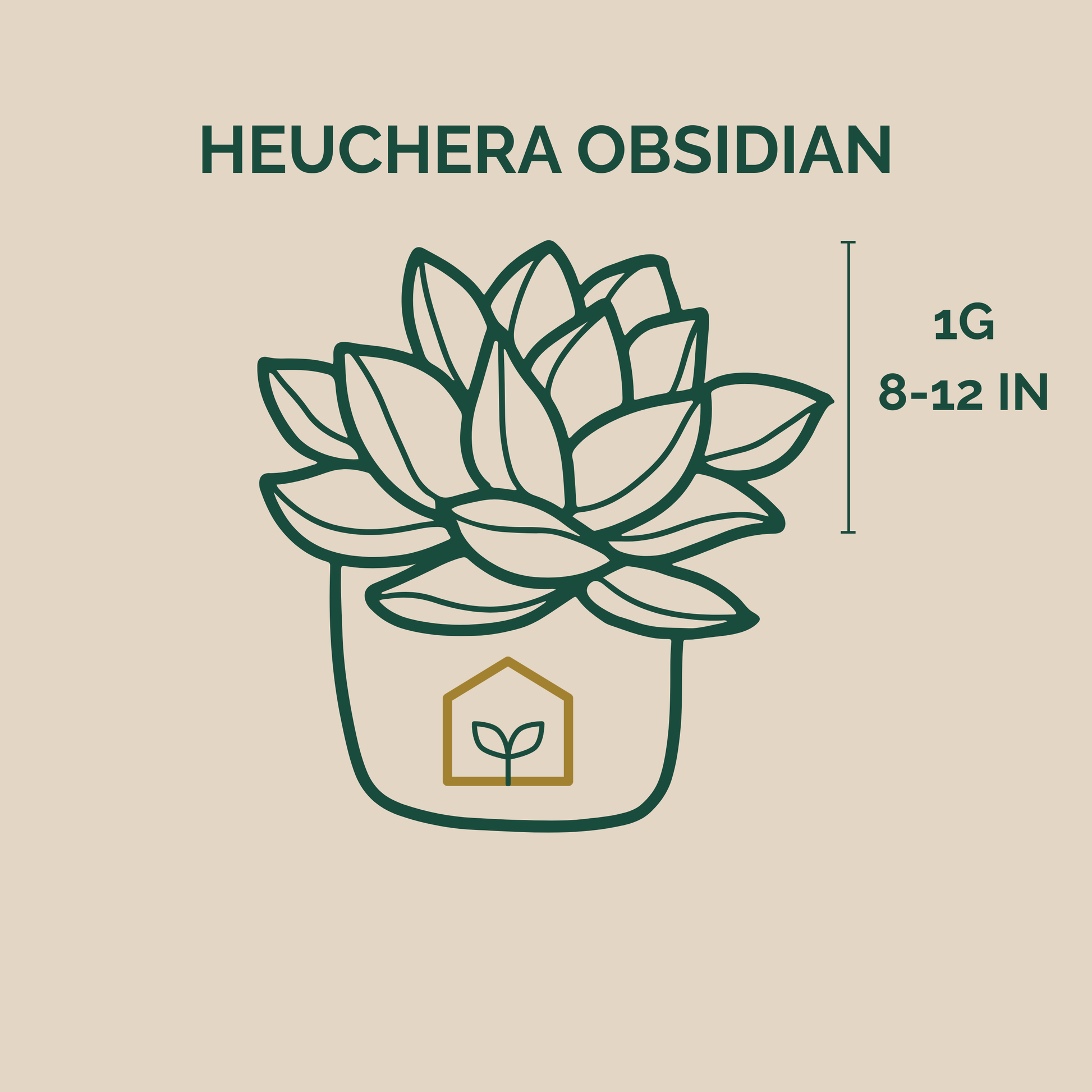 Illustration of a potted plant with 'Heuchera Obsidian' text and size information on a beige background