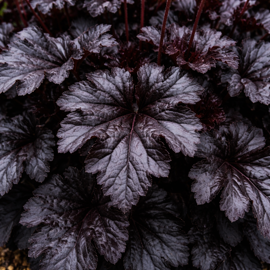 Close-up of dark purple leaves with a blurred background