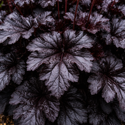 Close-up of dark purple leaves with a blurred background