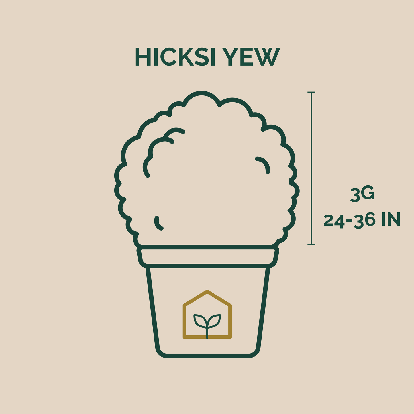 Illustration of a potted plant with dimensions and 'HICKSII YEW' text on a beige background