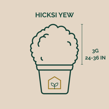 Illustration of a potted plant with dimensions and 'HICKSII YEW' text on a beige background