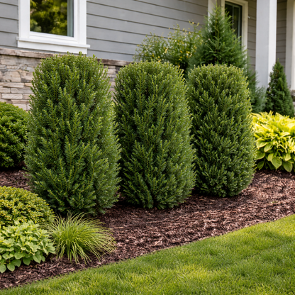 Lush green shrubs in a well-maintained garden with a house in the background