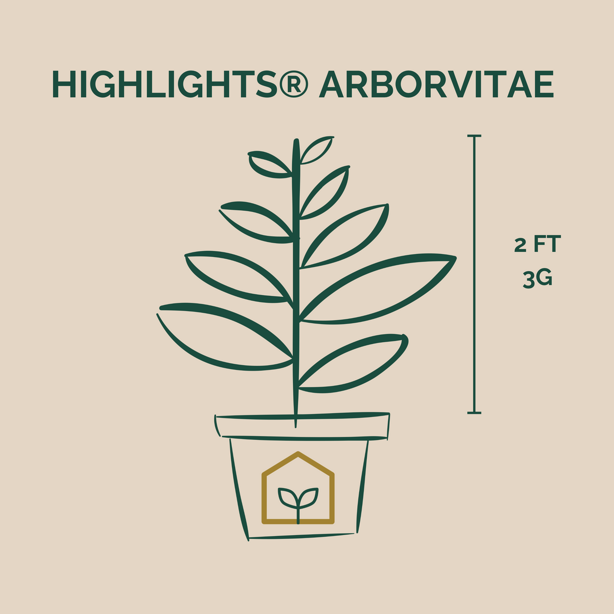 Highlights® Arborvitae