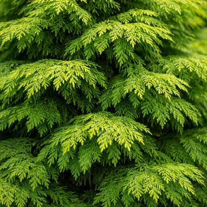 Close-up of a dense cluster of green coniferous trees