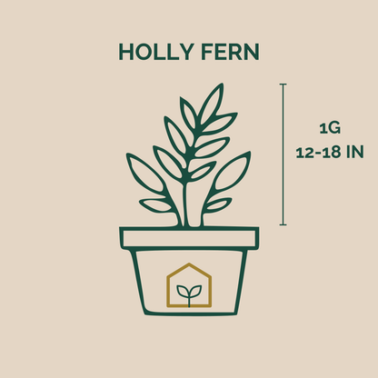 Illustration of a potted holly fern with plant pot icon and dimensions on a beige background