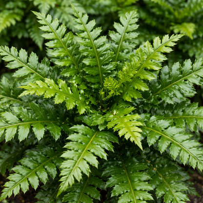 Close-up of a fern plant with detailed green leaves.