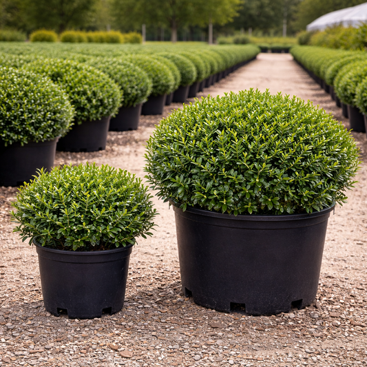 Row of potted shrubs in a nursery setting