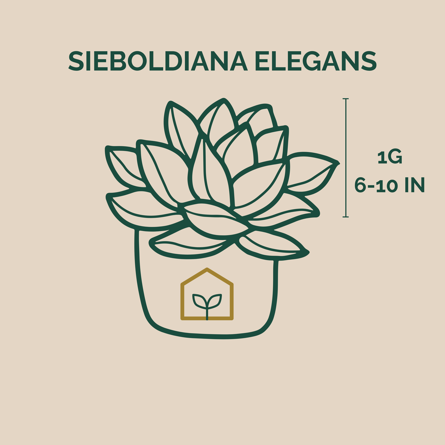Illustration of a plant labeled 'Sieboldiana Elegans' with a pot and measurement details on a beige background.