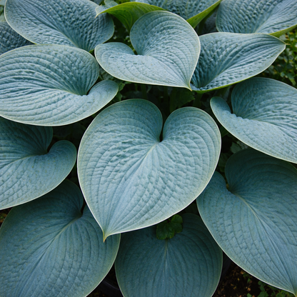 Close-up of blue-green leaves with a blurred green background