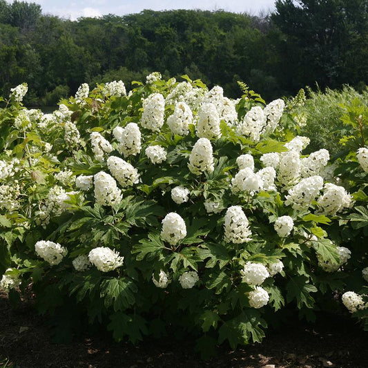Gatsby Gal® Oakleaf Hydrangea - 3 Gallon