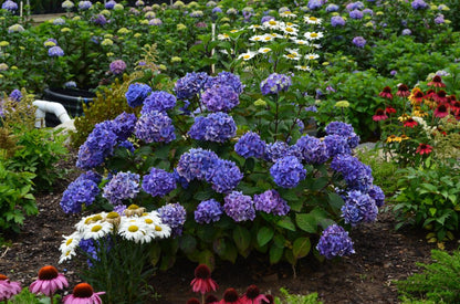 Endless Summer Hydrangea - 3 Gallon