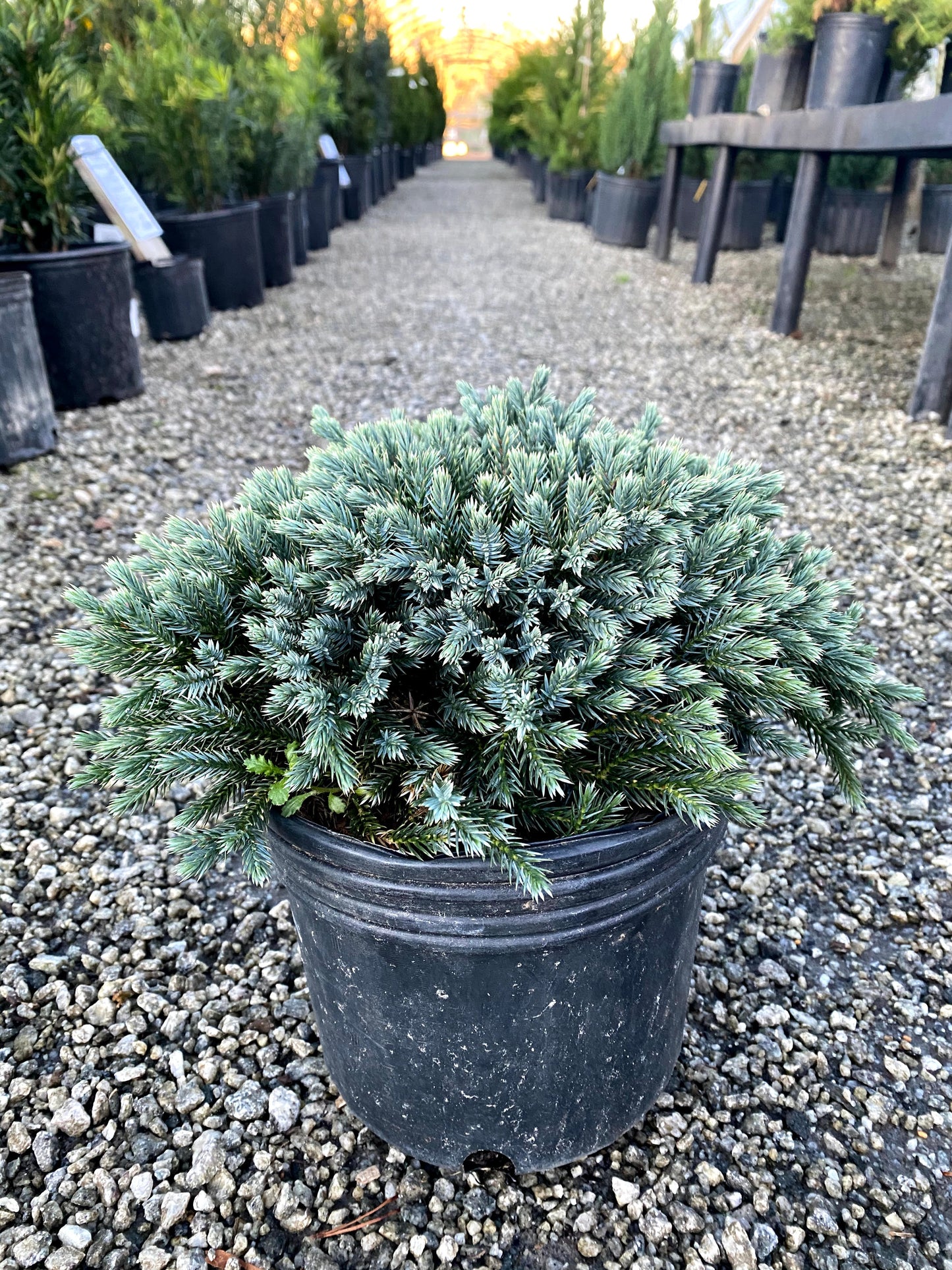 Blue Star Juniper - 3 Gallon