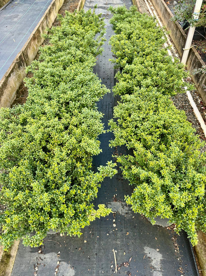 Soft Touch Holly - 3 Gallon