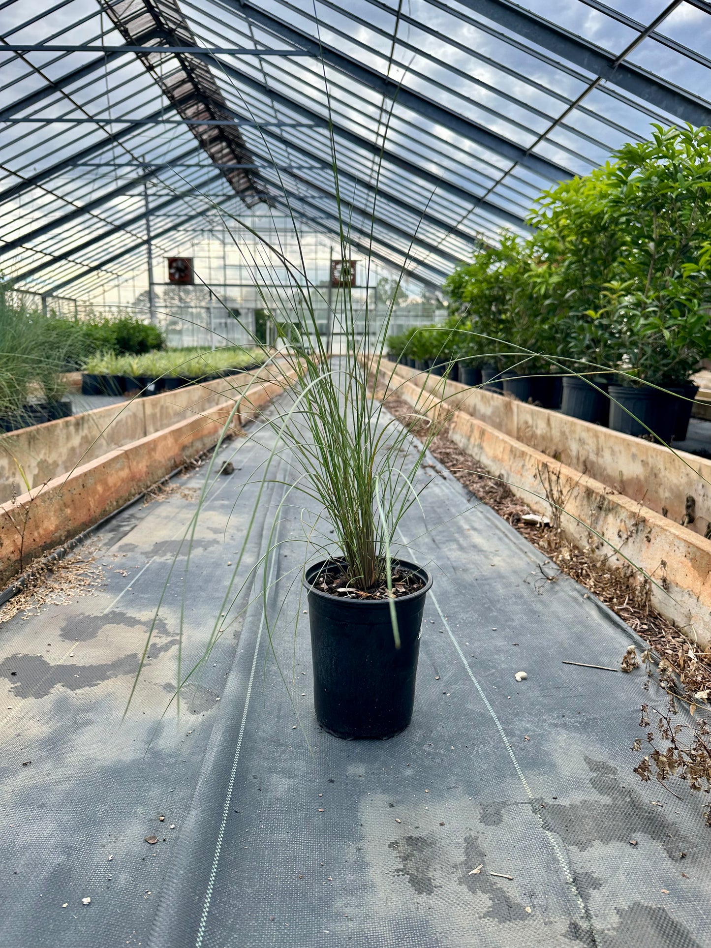 Pink Muhly Grass -  3 Gallon