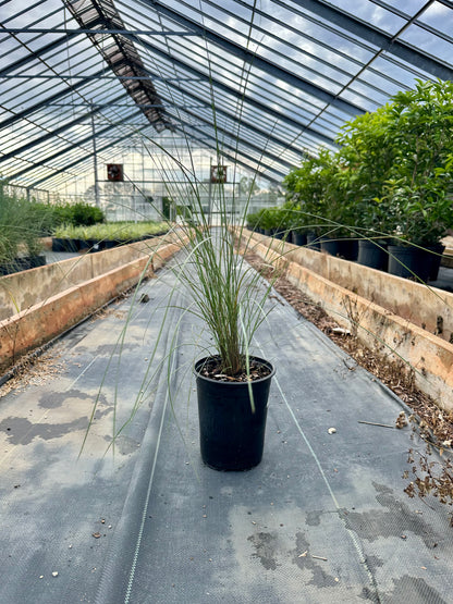 Pink Muhly Grass -  3 Gallon