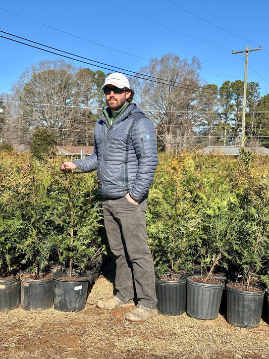 Thuja Green Giant Privacy Tree