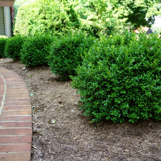 NewGen Independence Boxwood