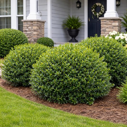Green shrubs in front of a house with a blue door and wreath.