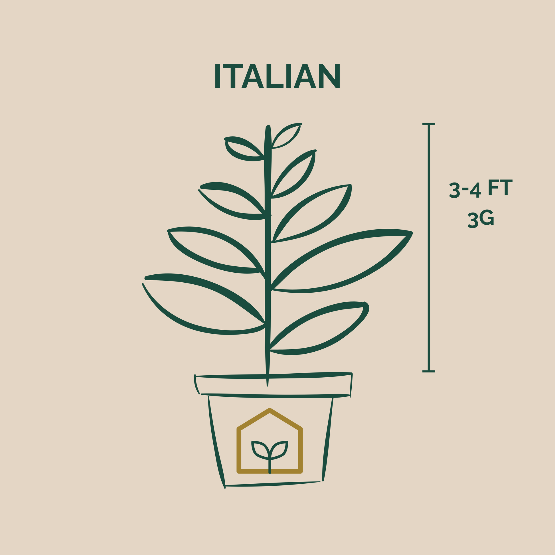 Illustration of an Italian plant with dimensions on a beige background