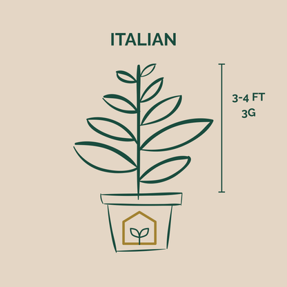 Illustration of an Italian plant with dimensions on a beige background