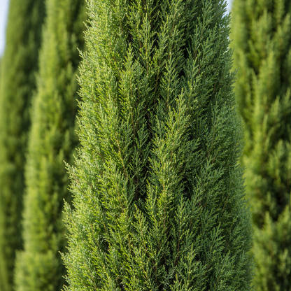 Close-up of a coniferous tree with a blurred background