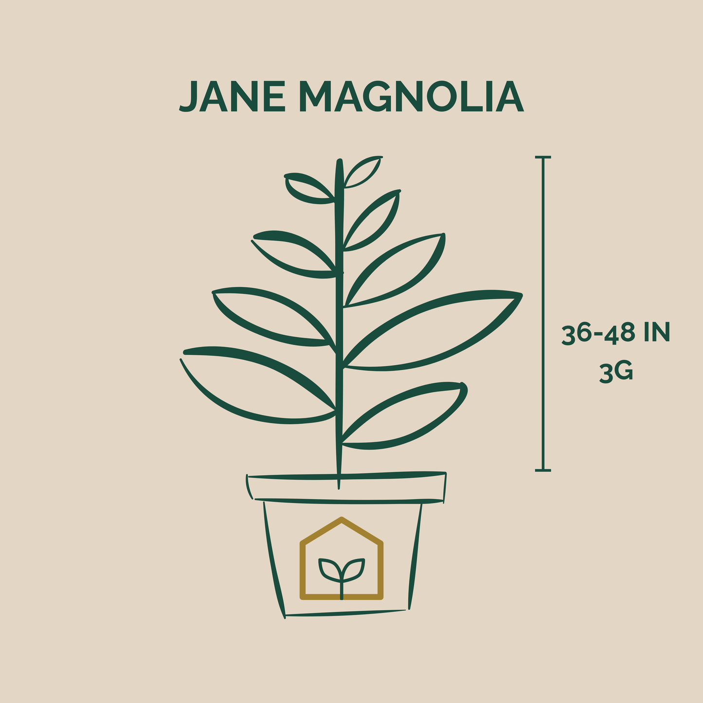 Illustration of a potted plant with dimensions on a beige background