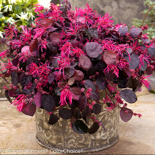 Jazz Hands® Pink Loropetalum - 3 Gallon