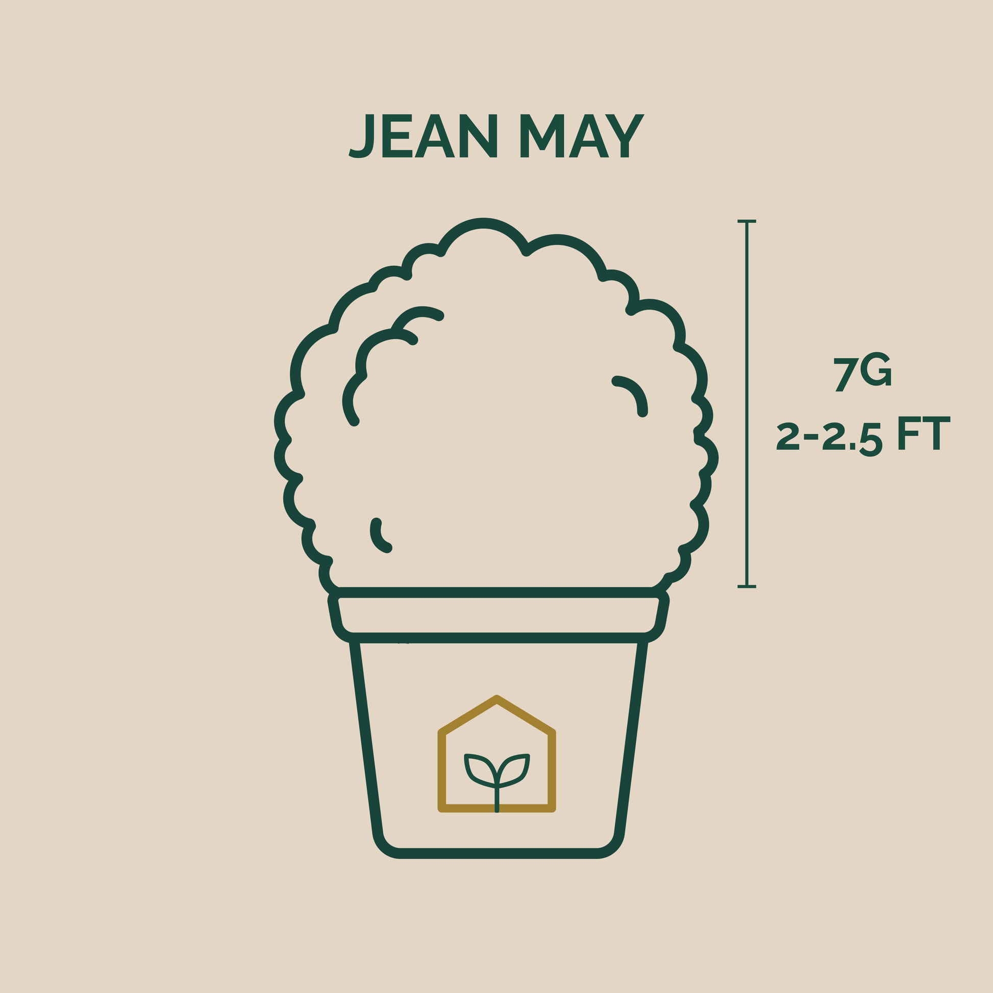 Illustration of a plant pot with 'Jean May' branding and plant measurement details on a beige background.