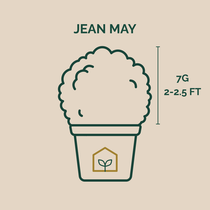 Illustration of a plant pot with 'Jean May' branding and plant measurement details on a beige background.