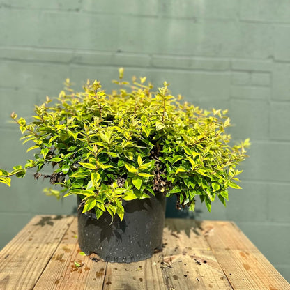 Potted plant on a wooden surface with a gray wall background